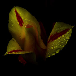 Dew Blossom, by Ann Alexander Studios