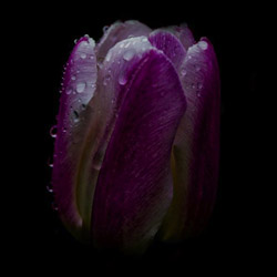 Dark Tulip by Ann Alexander Studios